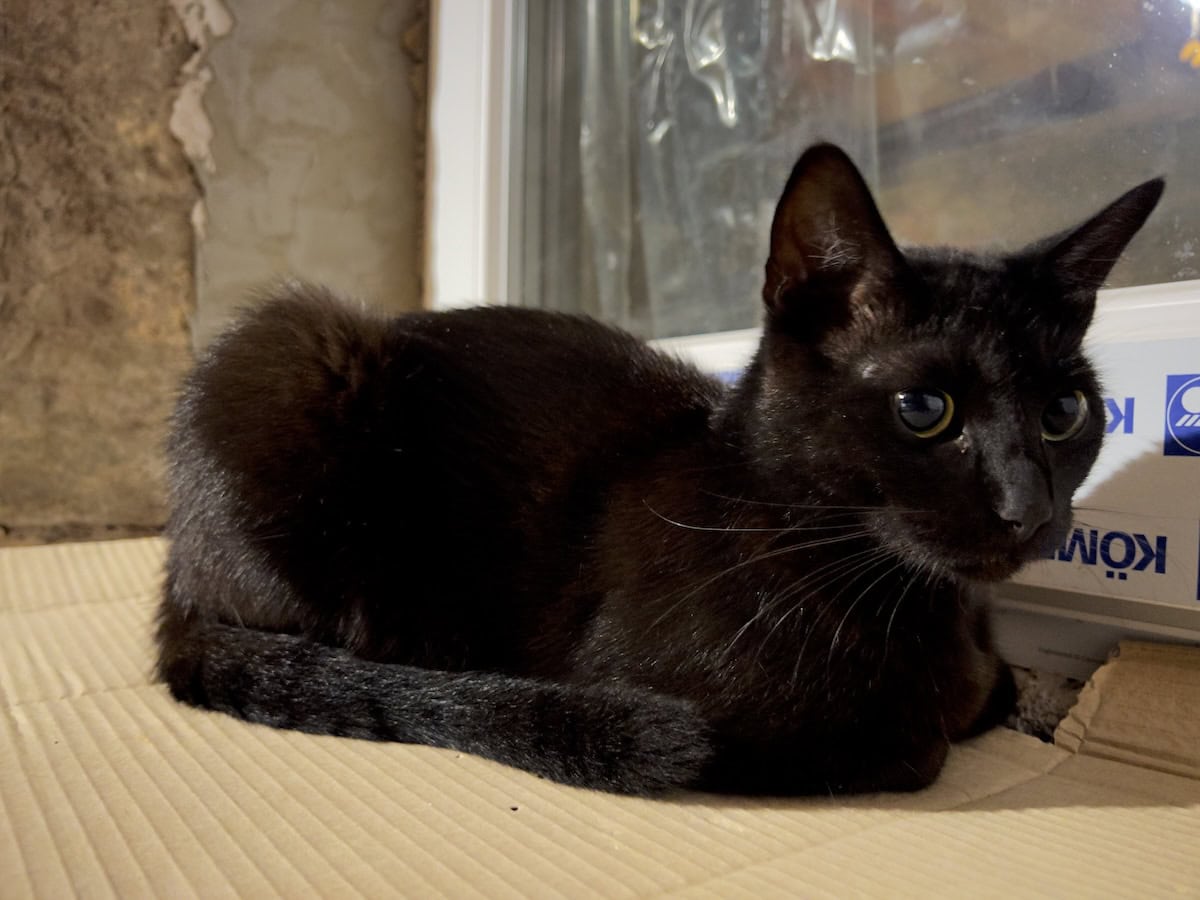 Miki lying on a piece of cardboard