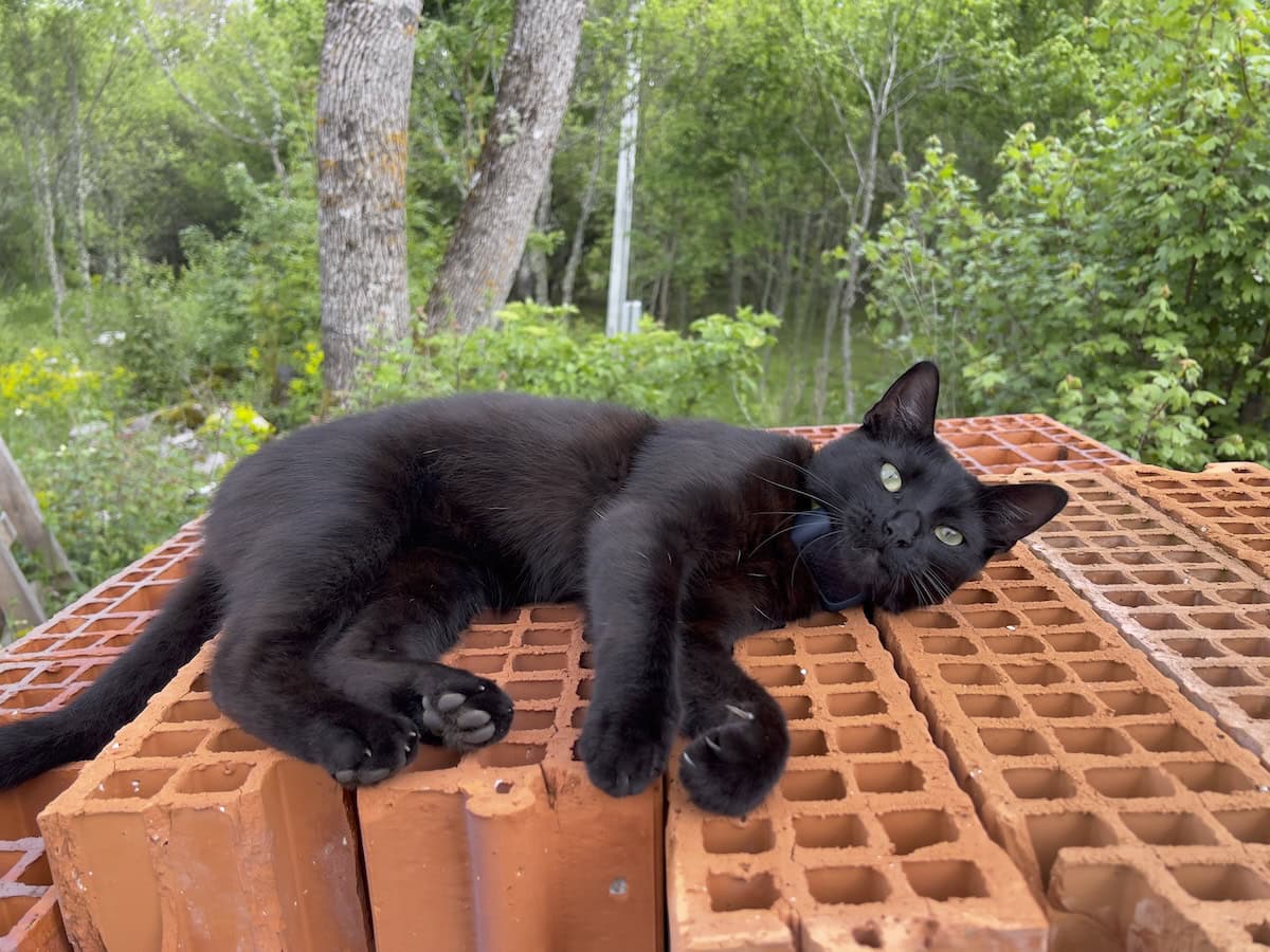 Miki lying on a pile of bricks