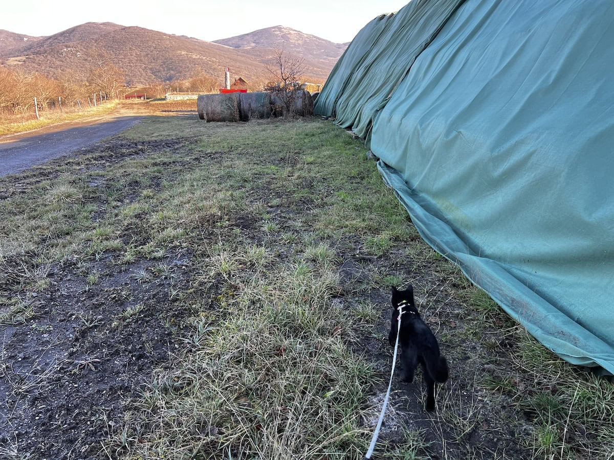 Miki out for a walk on the farm