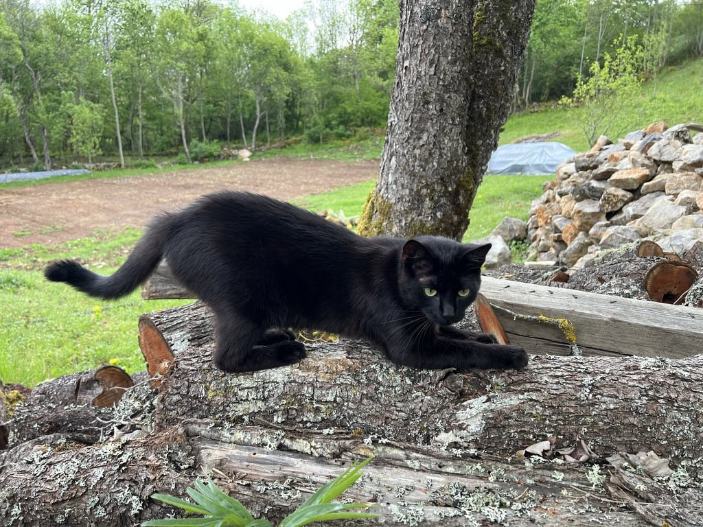 Miki playing on wood logs in the yard