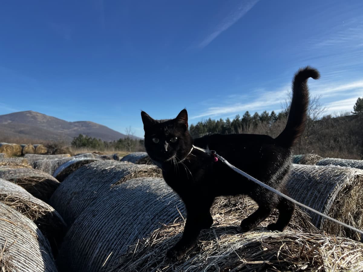 Miki wearing his harness and lead