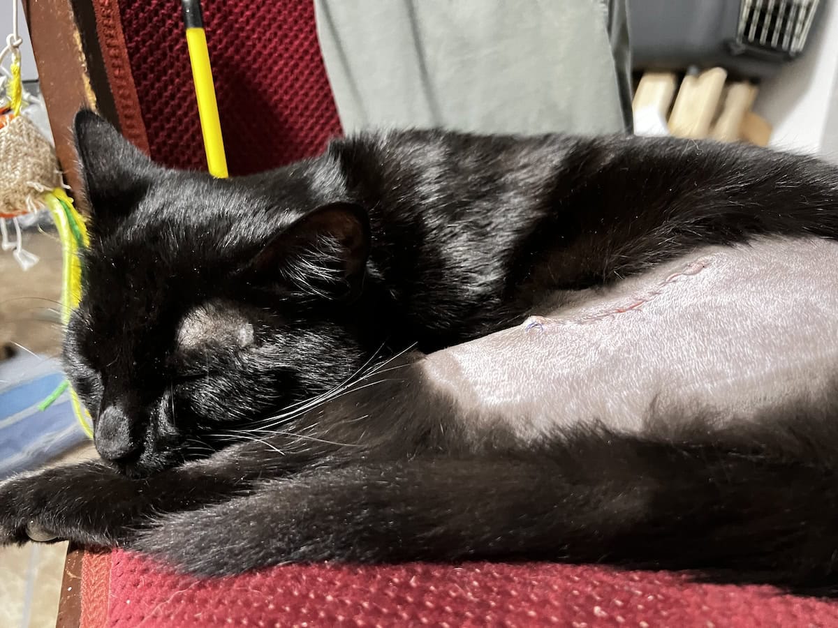 Miki with his leg shaved