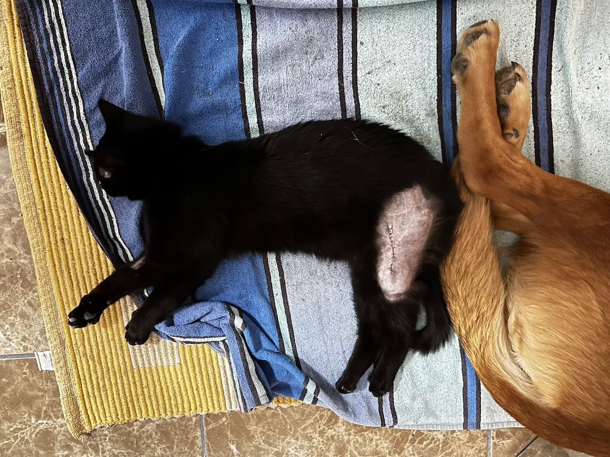 Miki's shaved leg and Lava the dog
