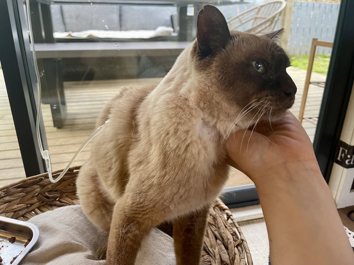 Persuading Mr. Baby to sit still a little longer for the neck scratches.