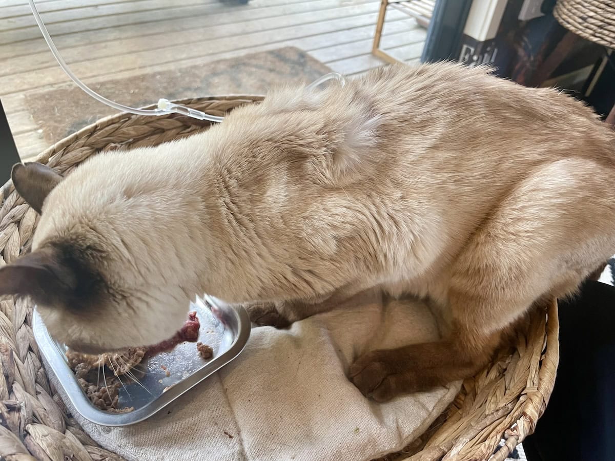 We always feed him while we put in the needle, and it usually gives us 3-5 minutes of drip time before he even notices.