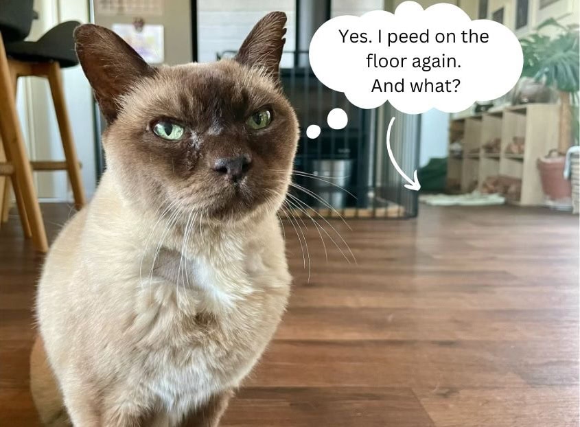 Yes. I peed on the floor again. And what?