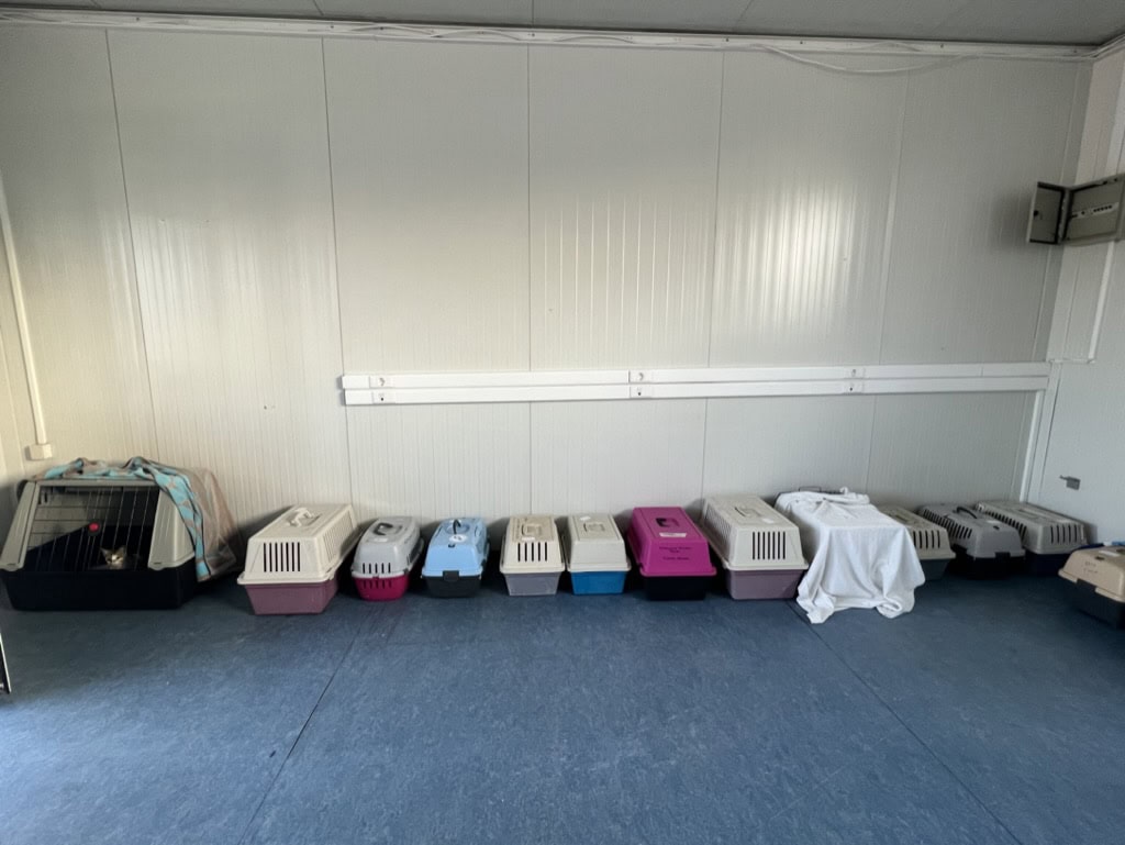 cats in boxes recovering after neutering