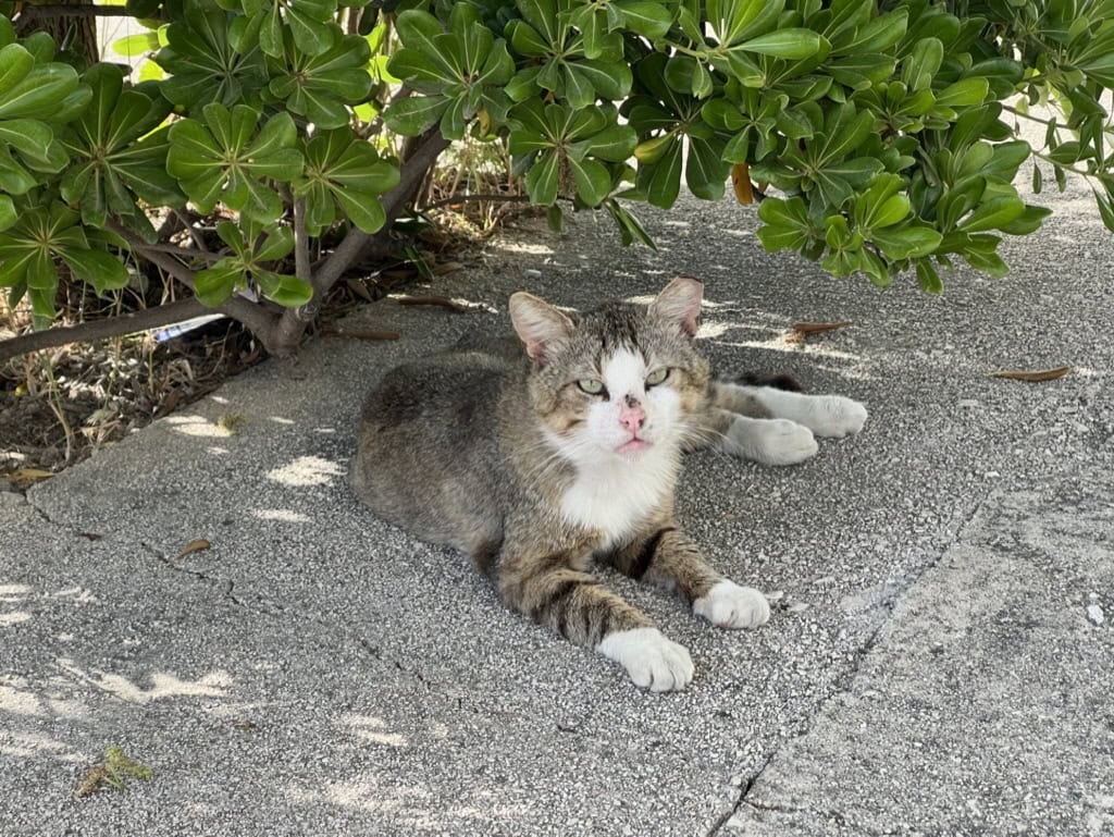 neutered cat in Greece with tipped ear