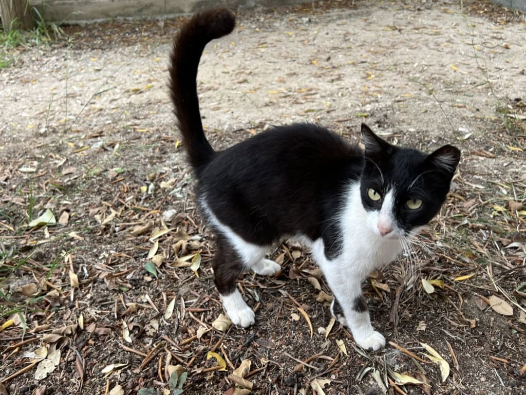 neutered cat in Greece, with ear tipped