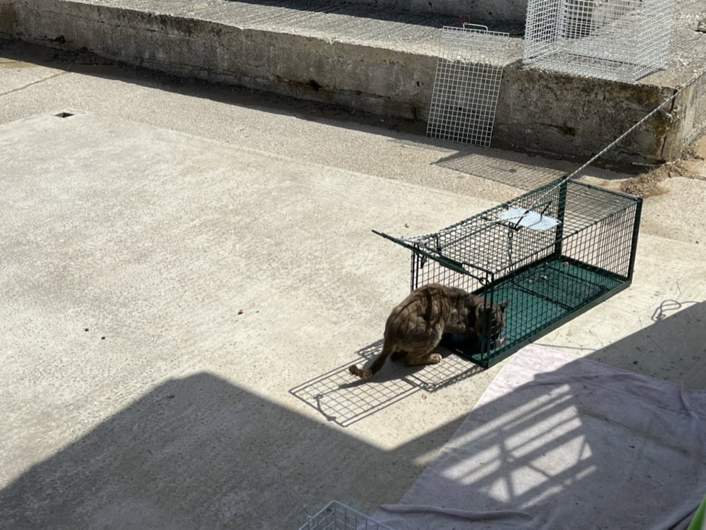 trapping a cat using food