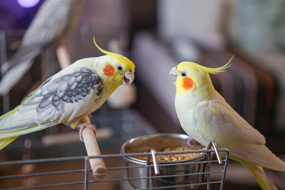 two Cockatiels playing with each other