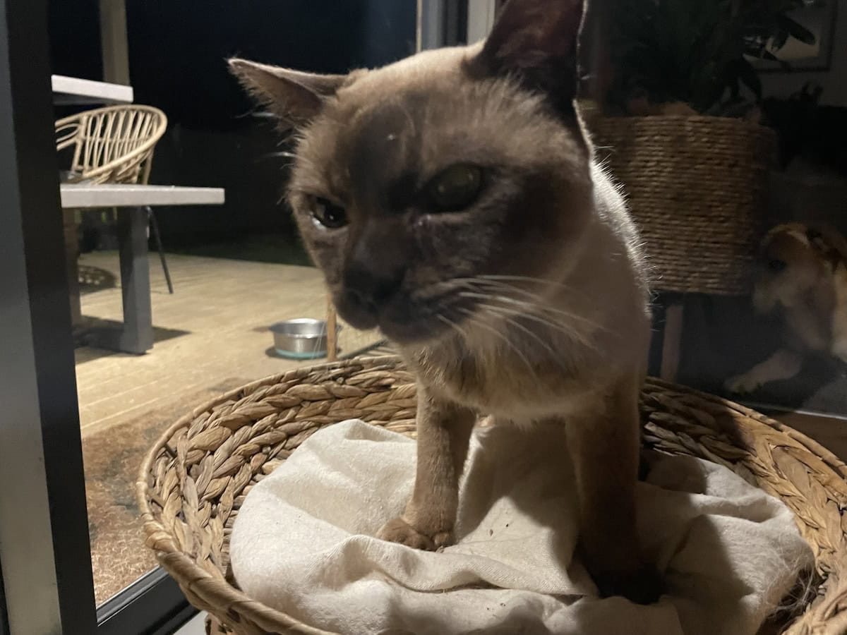 After the sub-q fluids, looking like a fresh little Baby.