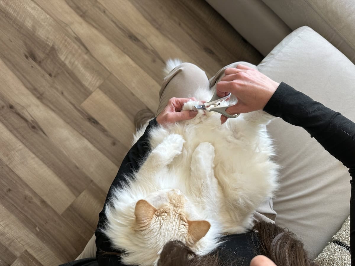 Amanda trimming Blue's nails