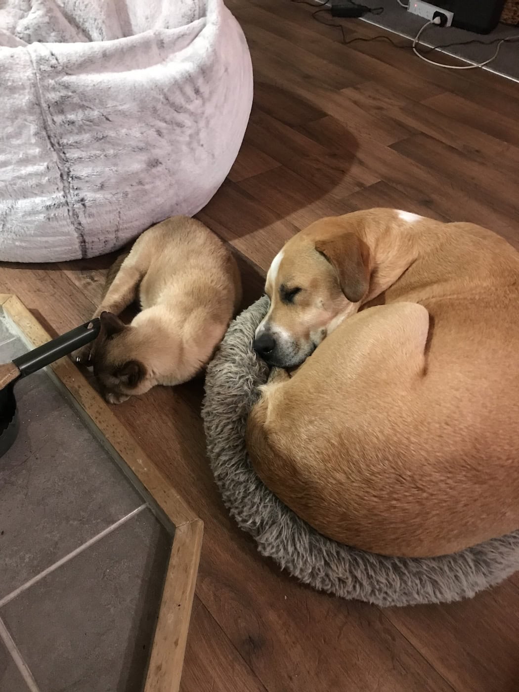 Another dog to steal Baby Cat's bed. He sure does love his dogs to let them get away with it.