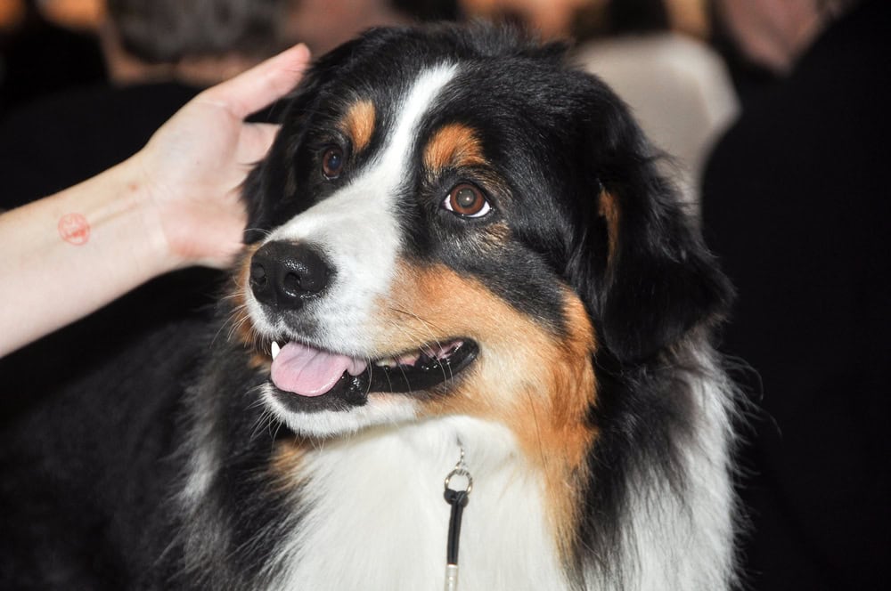 Australian Shepherd dog