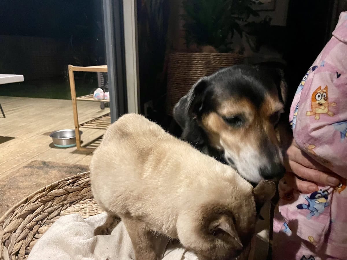 Baby Cat ready for action and Rosa coming to check if any treats were left behind