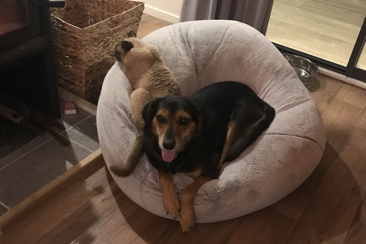 Baby Cat sleeping uncomfortably to allow Rosa to be comfortable.