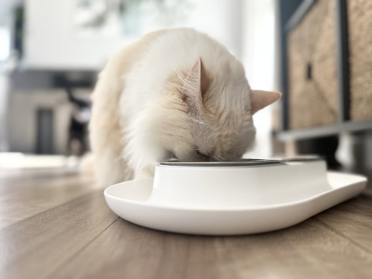 Blue eating out of her Hepper bowl