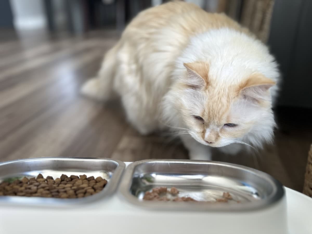 Blue eating wet and dry food from her Hepper bowl