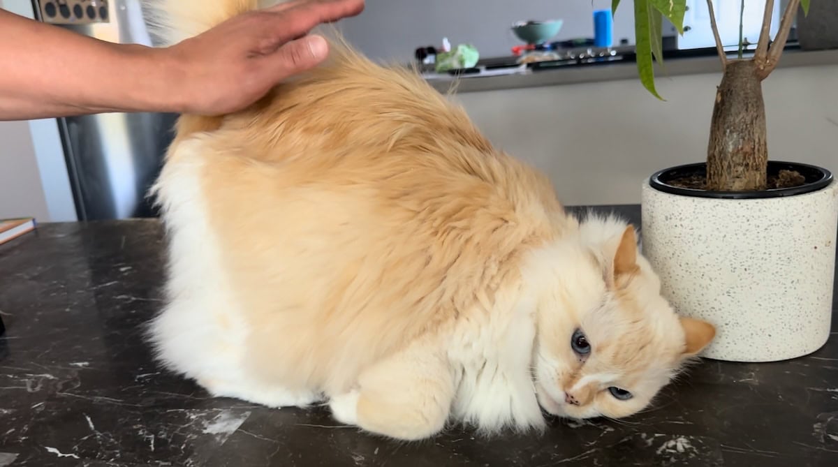 Blue enjoying a butt pat