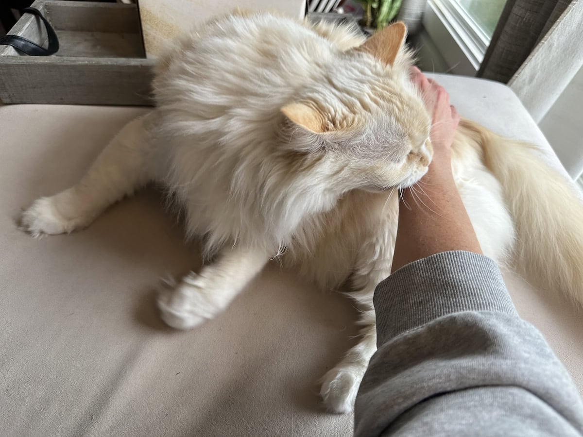 Blue giving a love bite