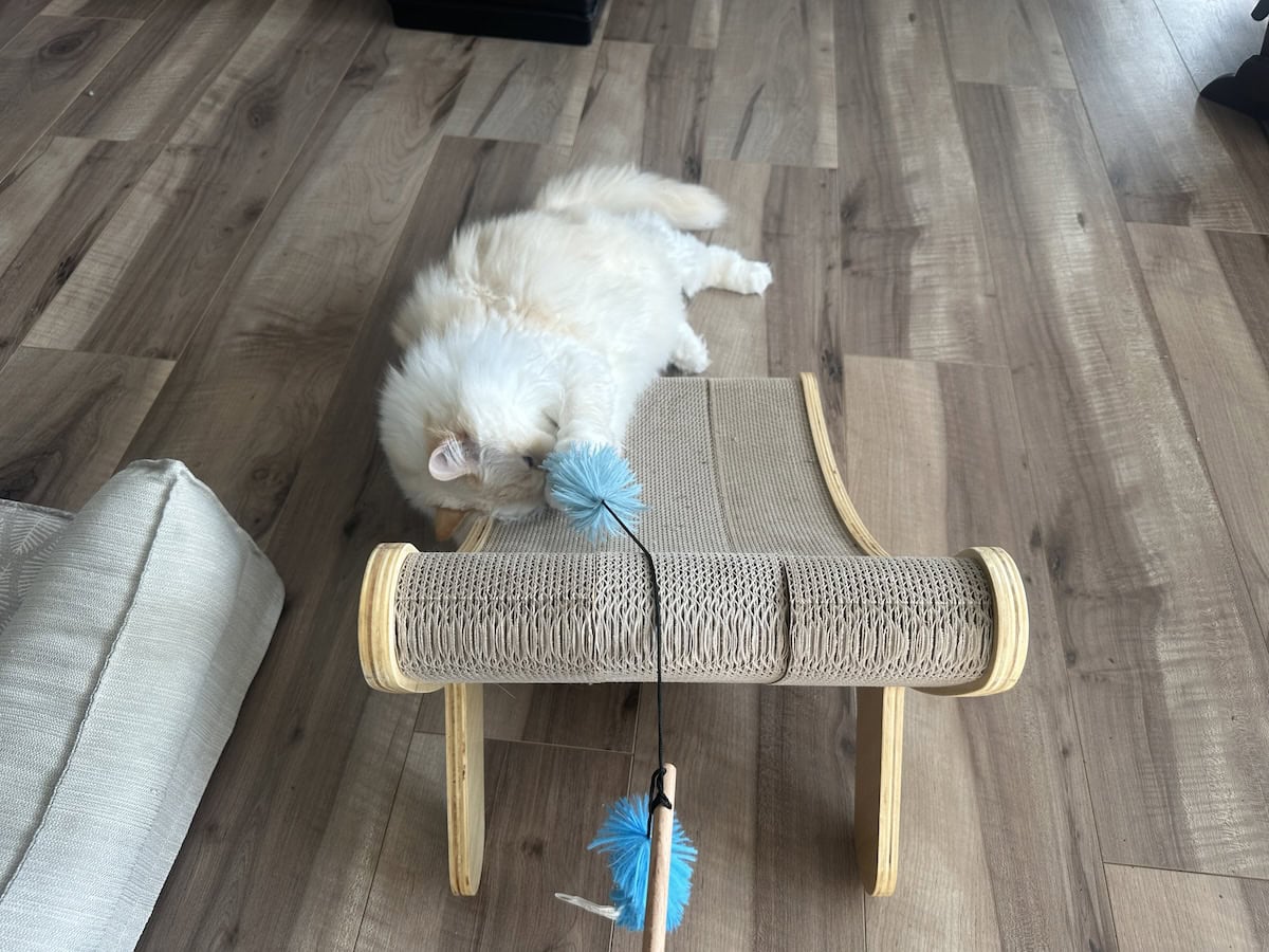 Blue playing with a wand toy on her Hepper scratcher