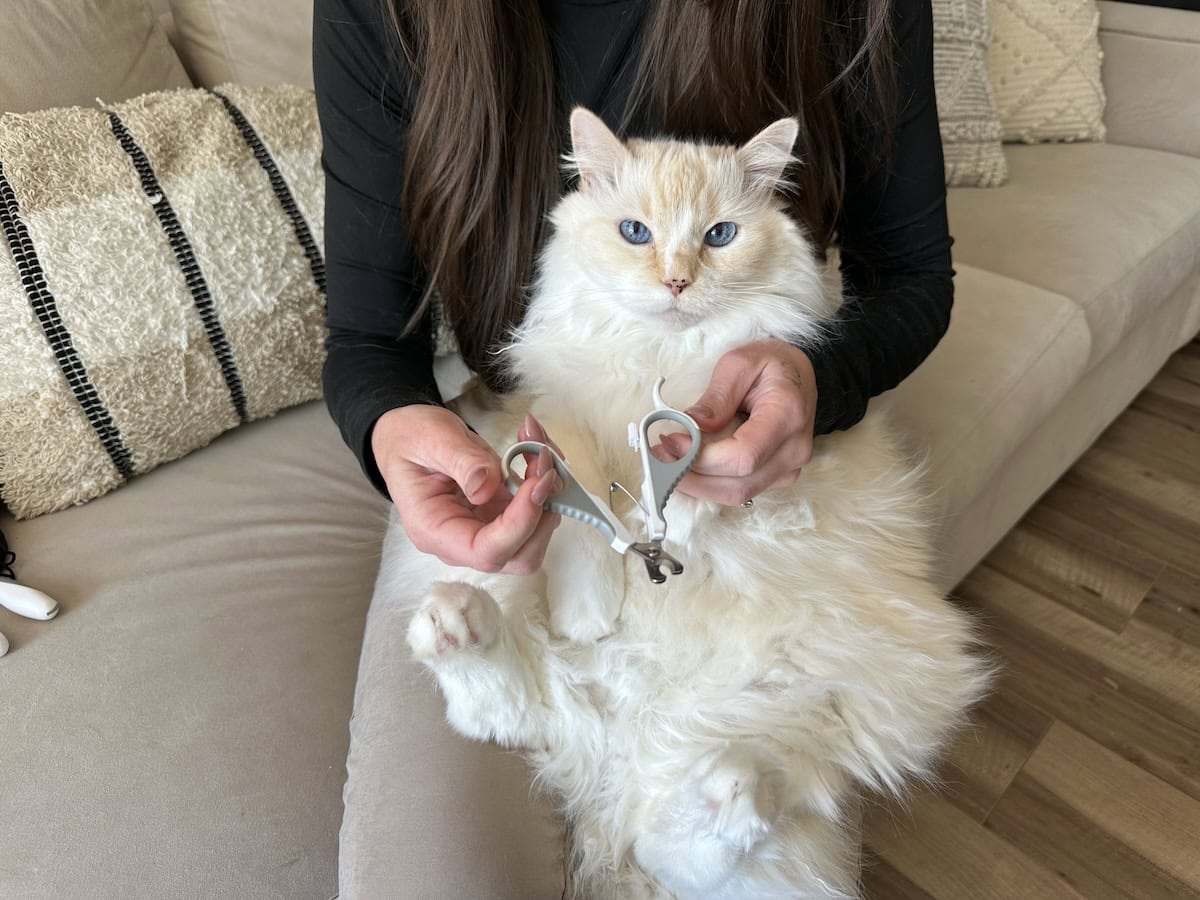 Blue sitting in Amanda's lap to have her nails clipped