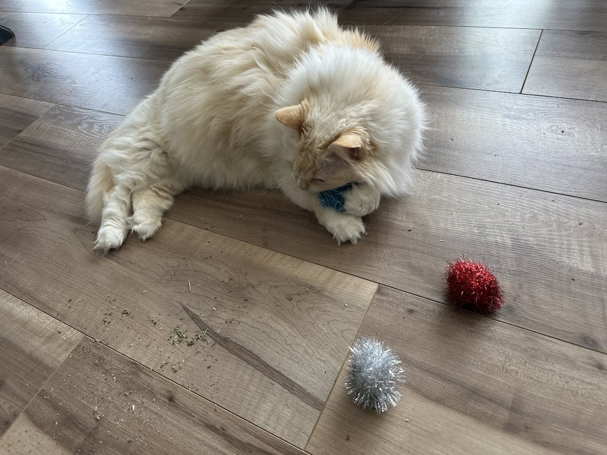 Blue with sprinkled catnip and toys