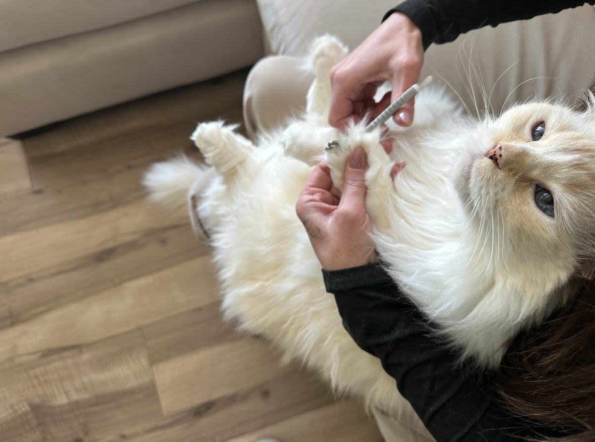 Blue's preferred nail clipping position