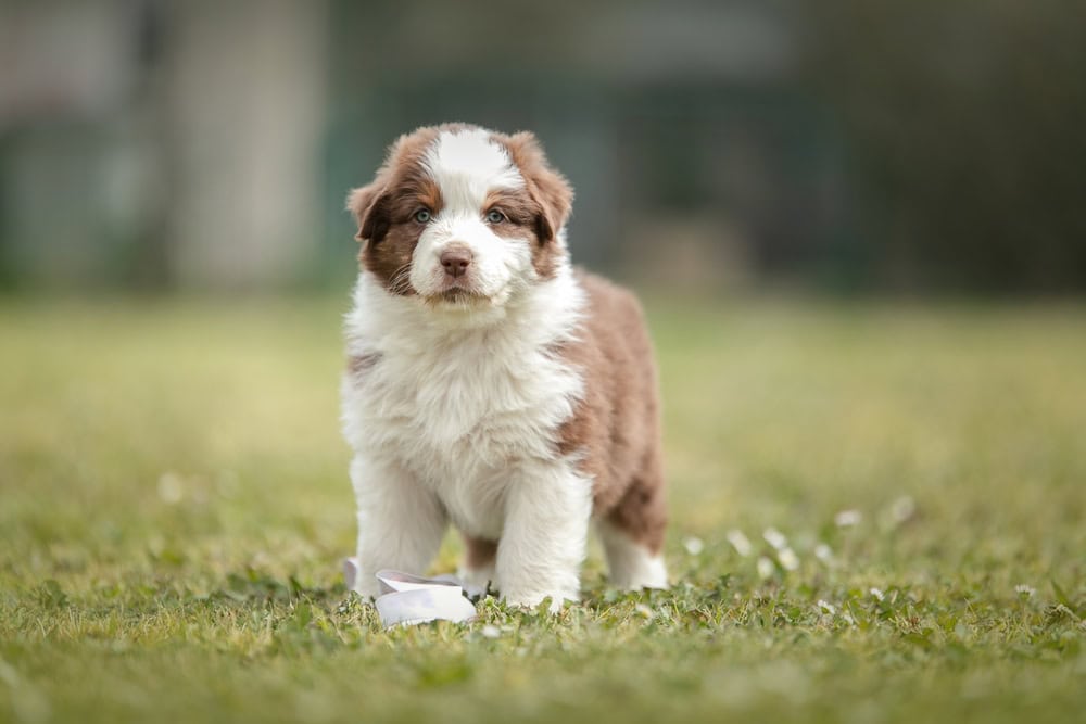 Cute australian shepherd puppy in the grass outside