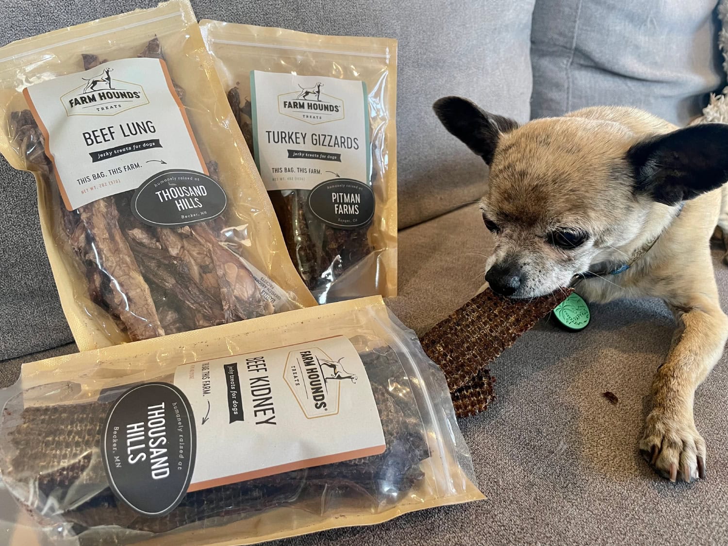 Farm Hounds - papyrus eating the beef kidney jerky treat