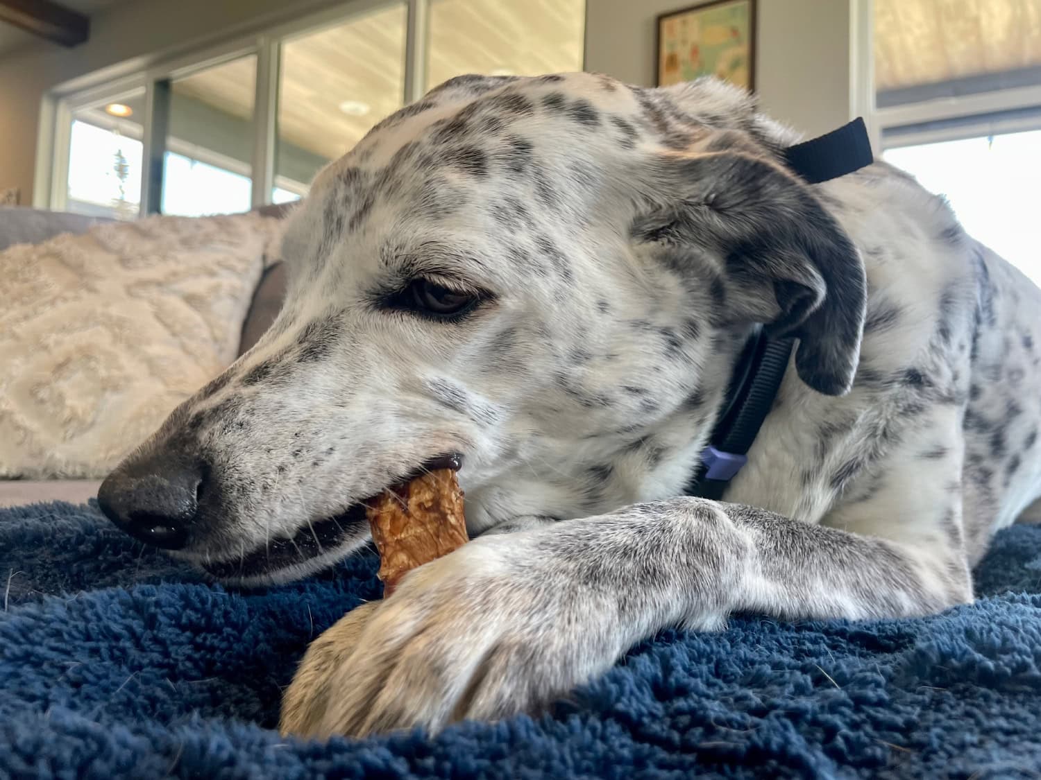 Farm Hounds - ragz eating the jerky treat