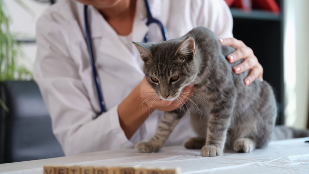 Female veterinarian holds sick cat