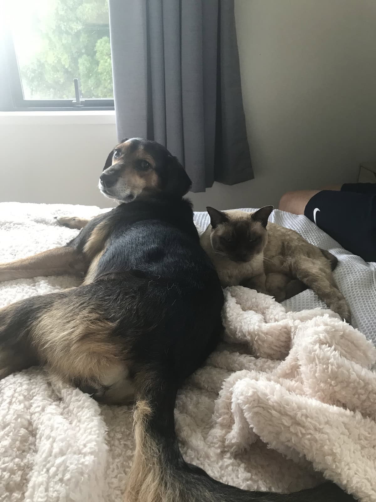 Getting closer to Baby Cat