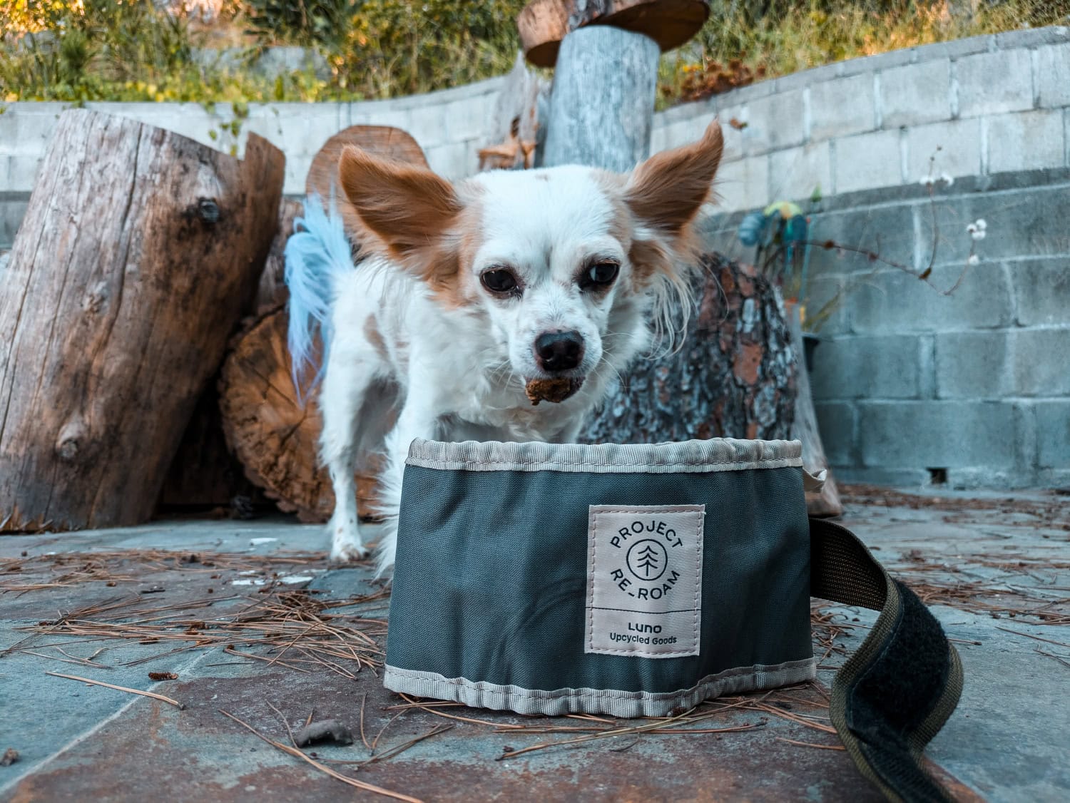 Luno Collapsible Dog Bowl - lorelei eating food