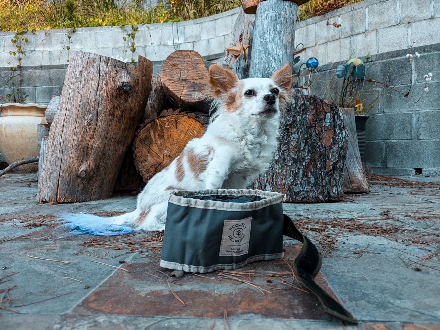 Luno Collapsible Dog Bowl - lorelei sitting behind the product