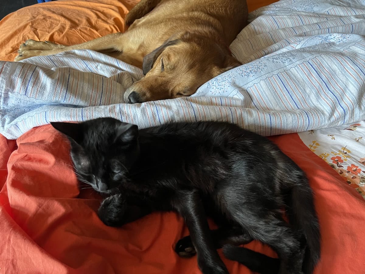 Miki and Hela sleeping on the bed