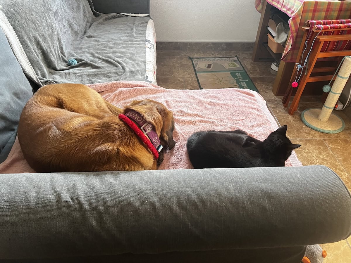 Miki and Lava asleep on the couch