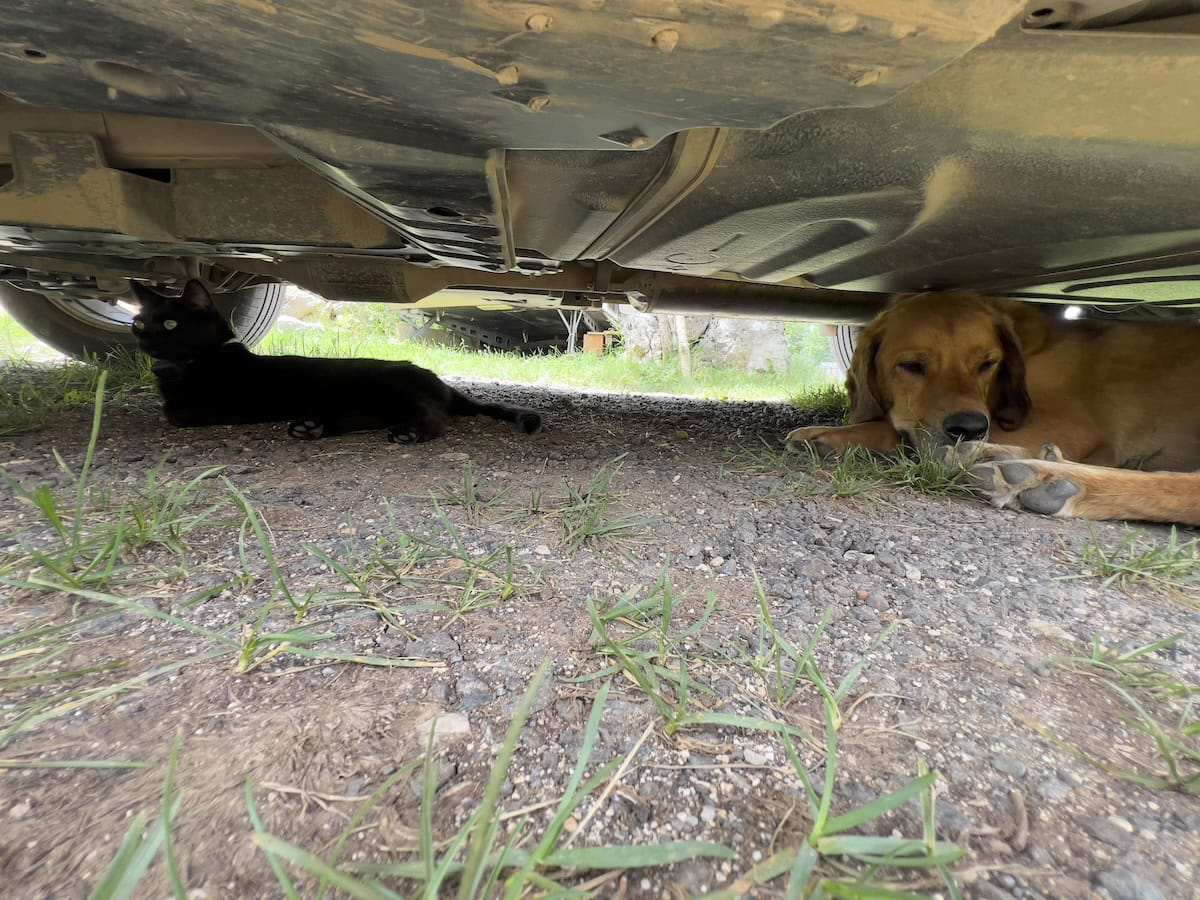 Miki and Lava sleeping under the car