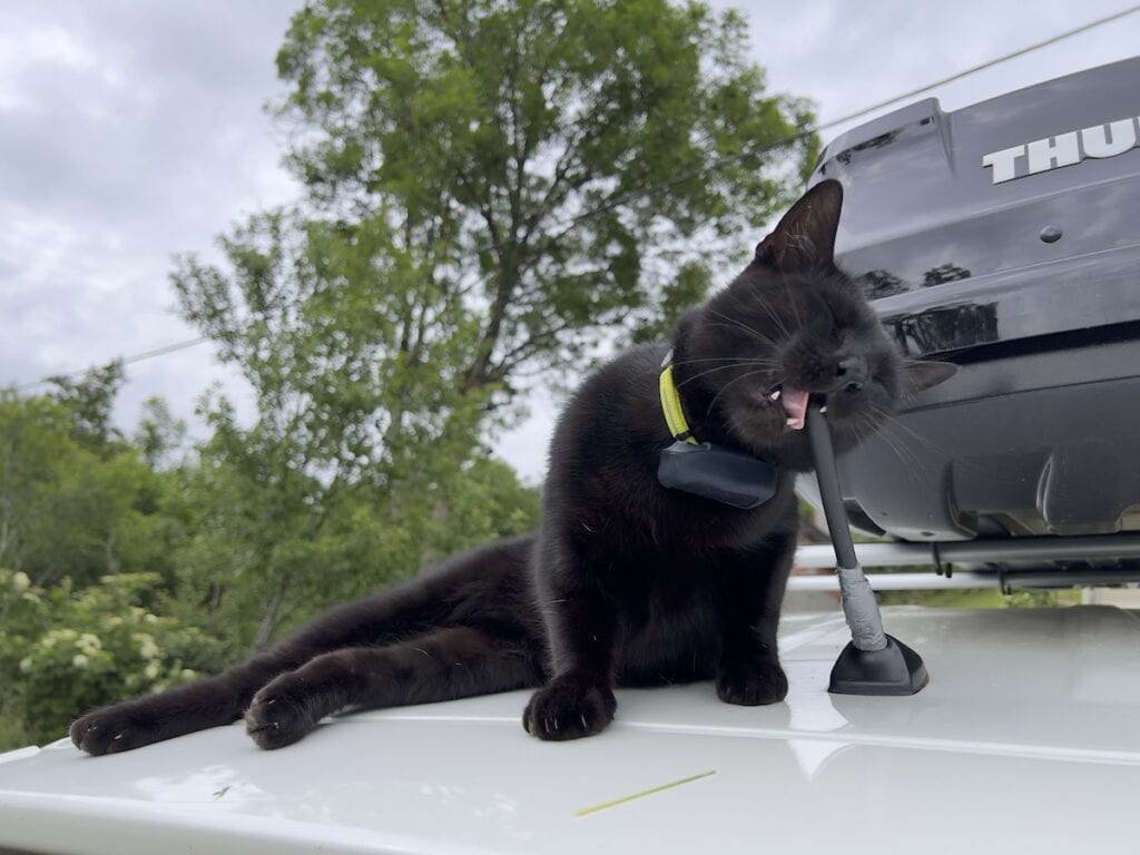 Miki chewing on a car antenna