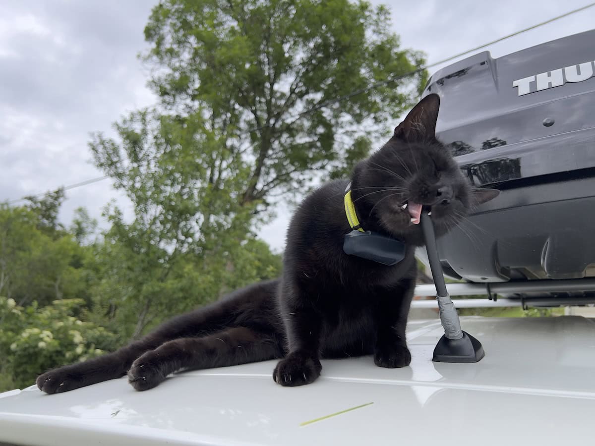 Miki chewing on a car antenna