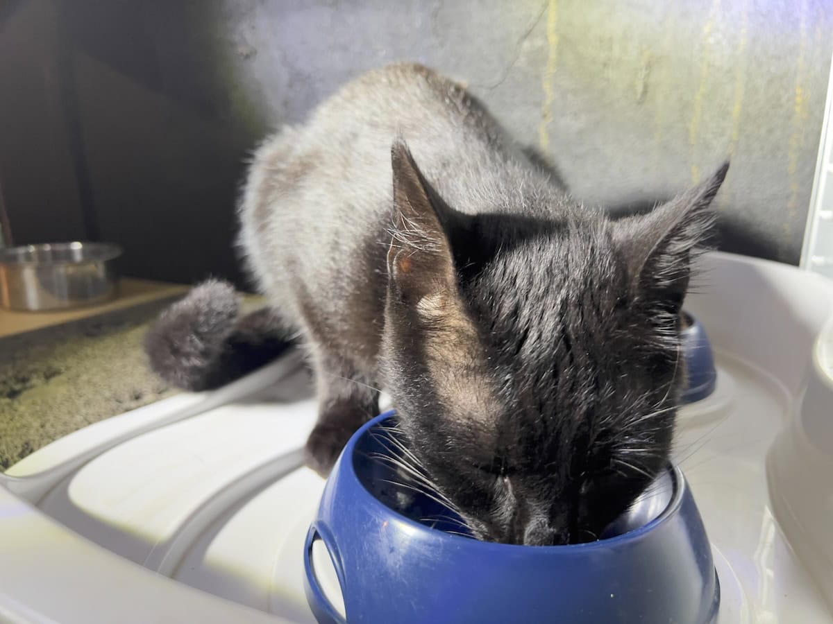 Miki eating out of his blue bowl