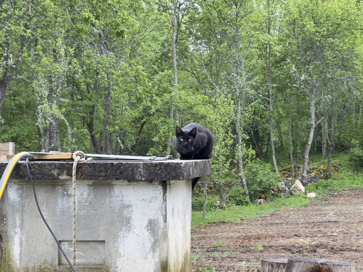 Miki hanging out on the well