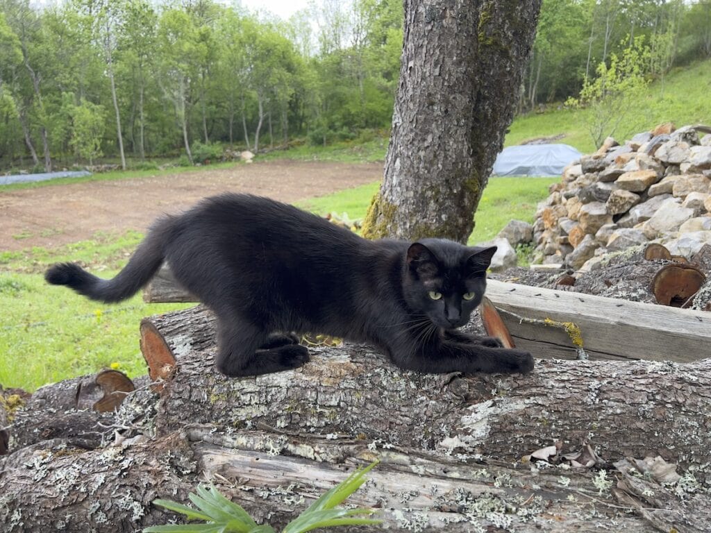 Miki hunting on a log