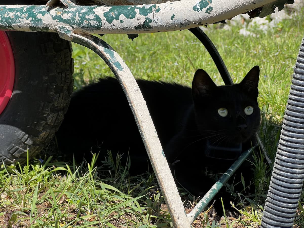 Miki lying in the shade under a wheelbarrow