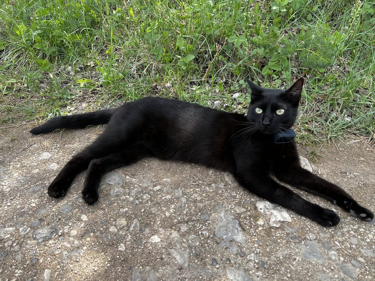 Miki lying on a dirt path