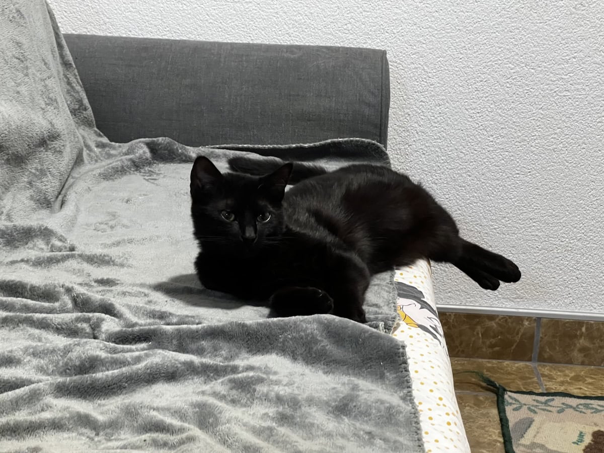 Miki lying on the couch