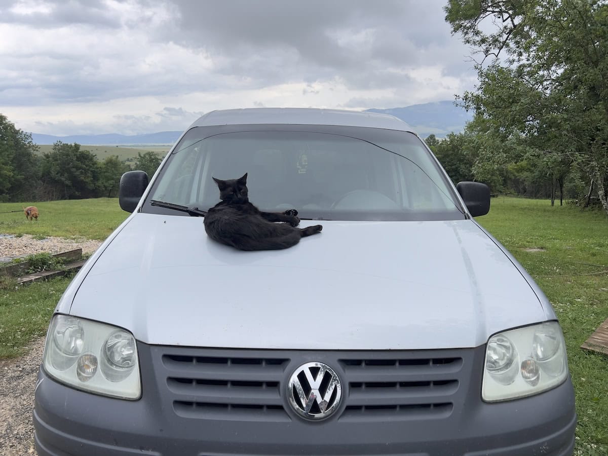 Miki lying on the hood of a car