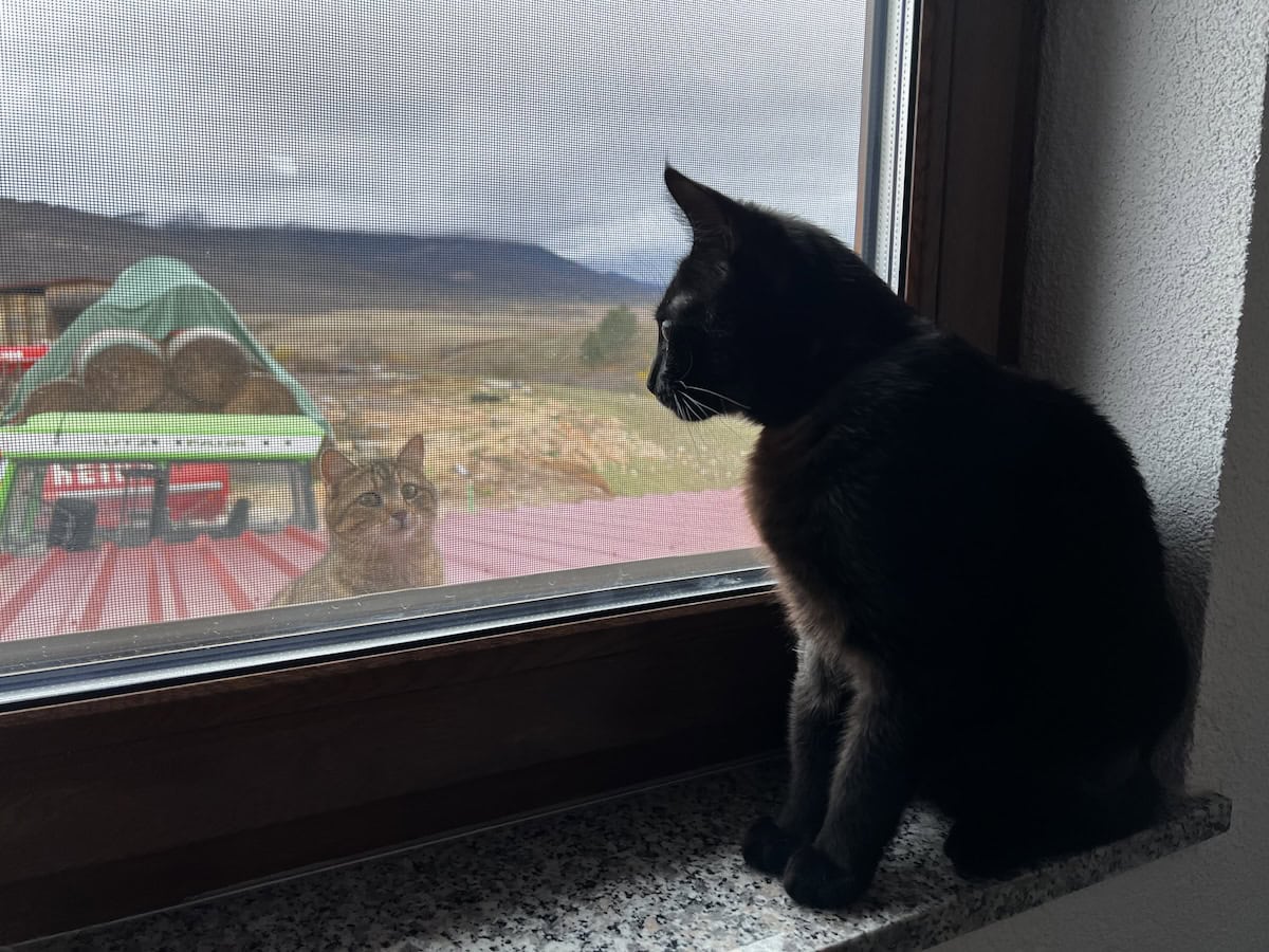 Miki meeting the farm cats through the window
