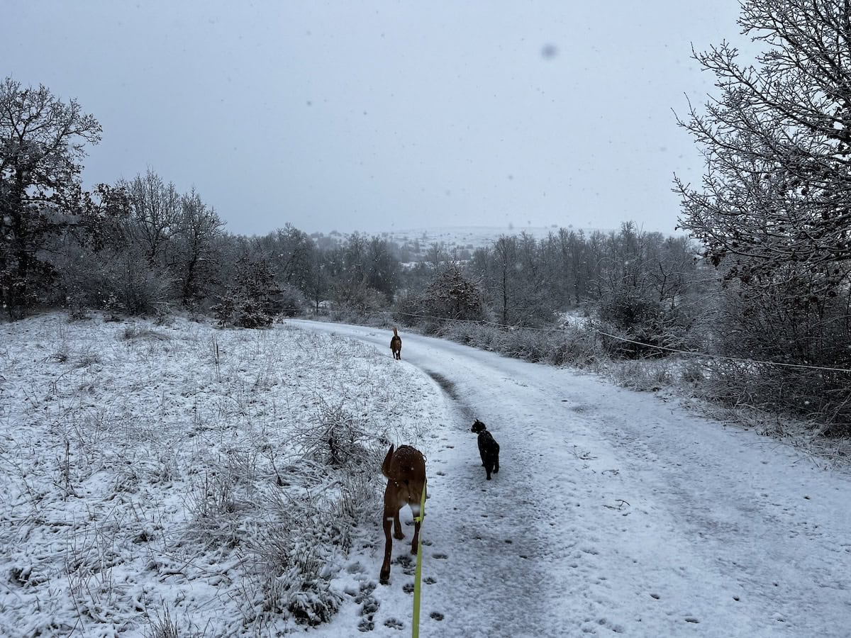 Miki on a snowy walk with the dogs